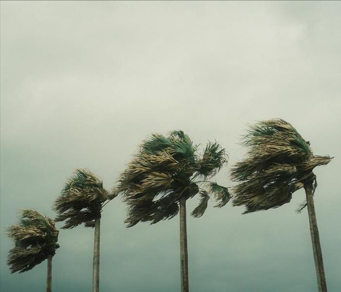 3 palm trees caught in a storm